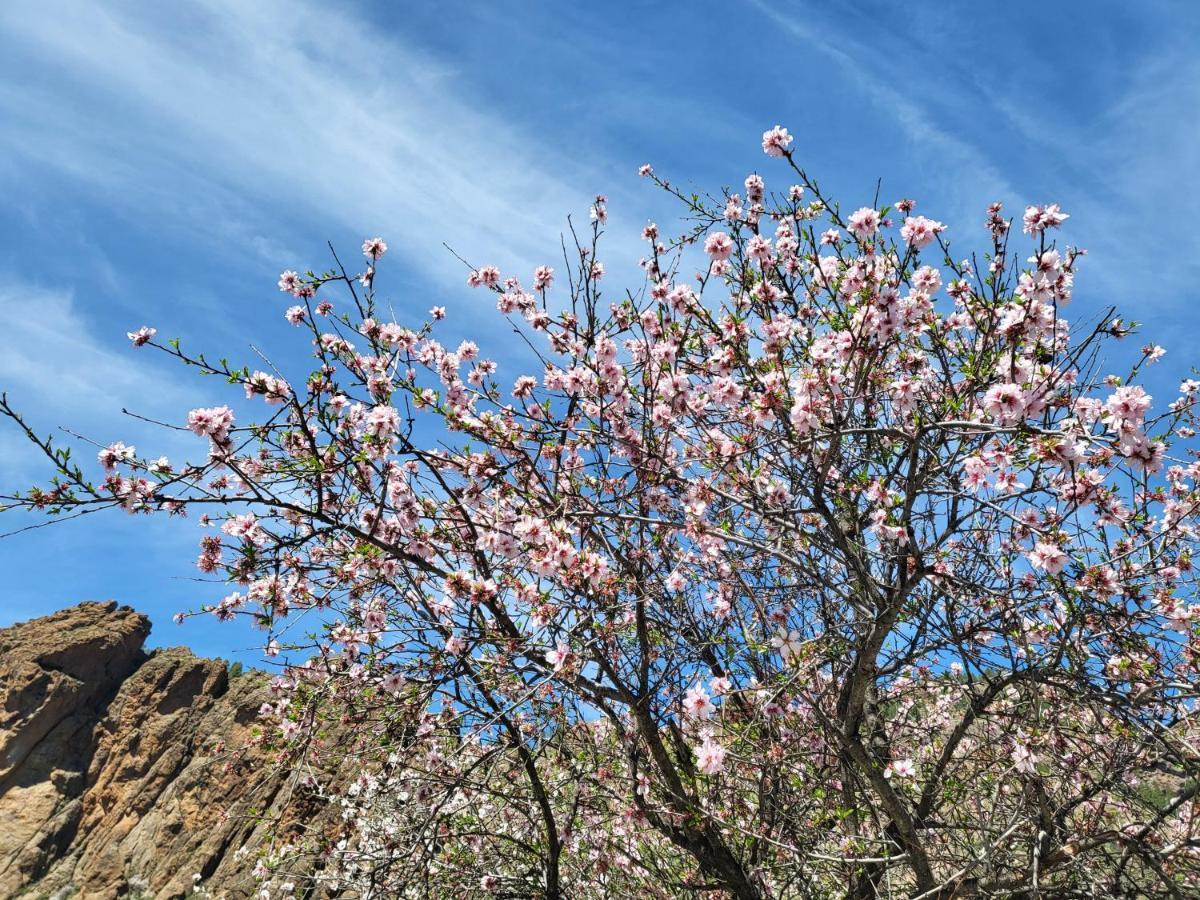 Casa Rural Los Pinares El Juncal De Tejeda Екстер'єр фото